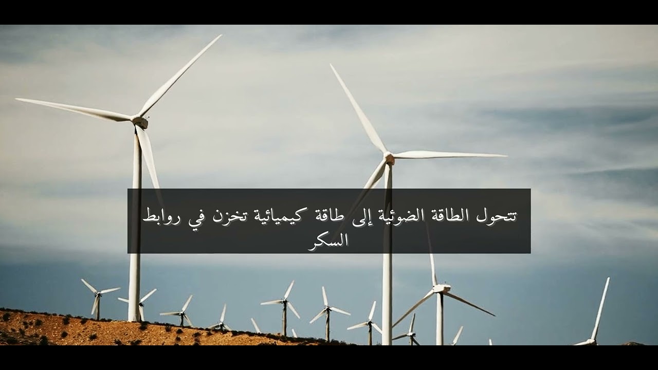 لغز الشجرة التي تنمو من بذرة: رحلة الحياة المذهلة