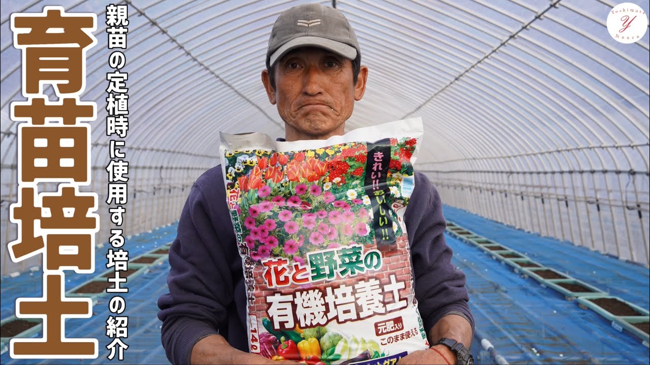 【いちご栽培】育苗培土のご紹介！　親苗定植時に使用する培土はこれです。