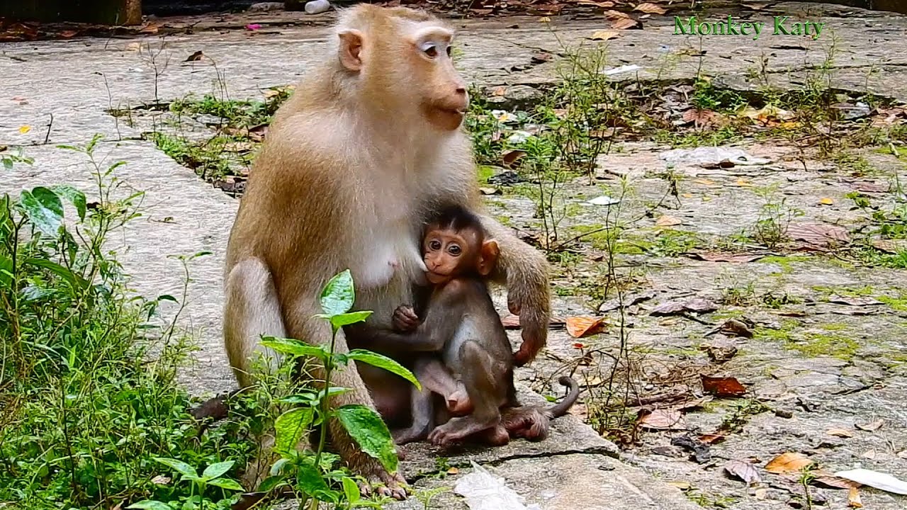 Monkey Rose war.n amber kid because this kid not obey Rose making Rose angry