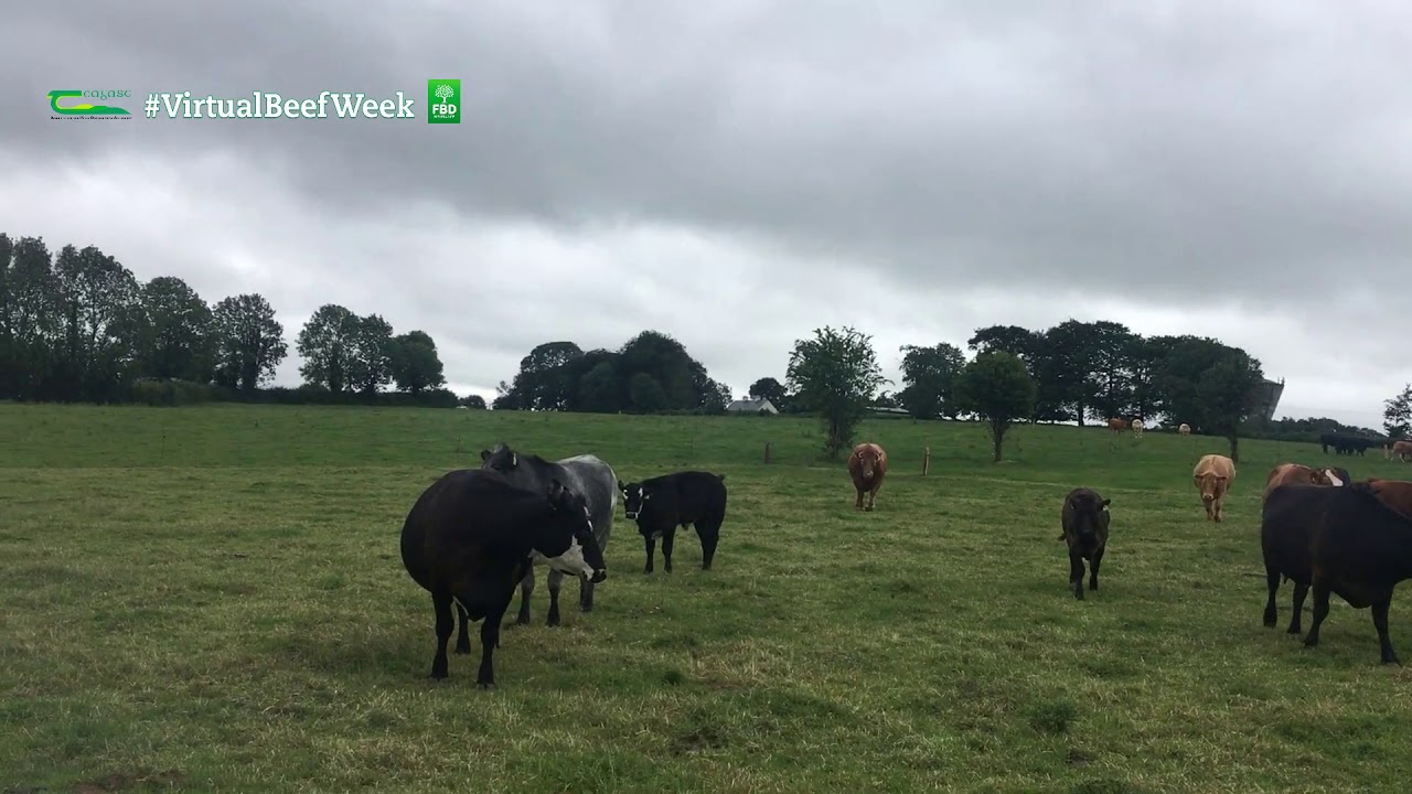 Grange Virtual Beef Week - Farm Partnerships - David Rourke