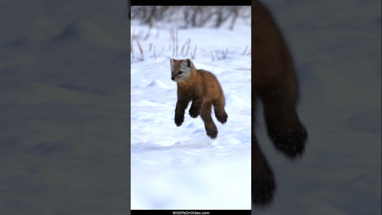 Canadian Rockies Pine Marten in Winter