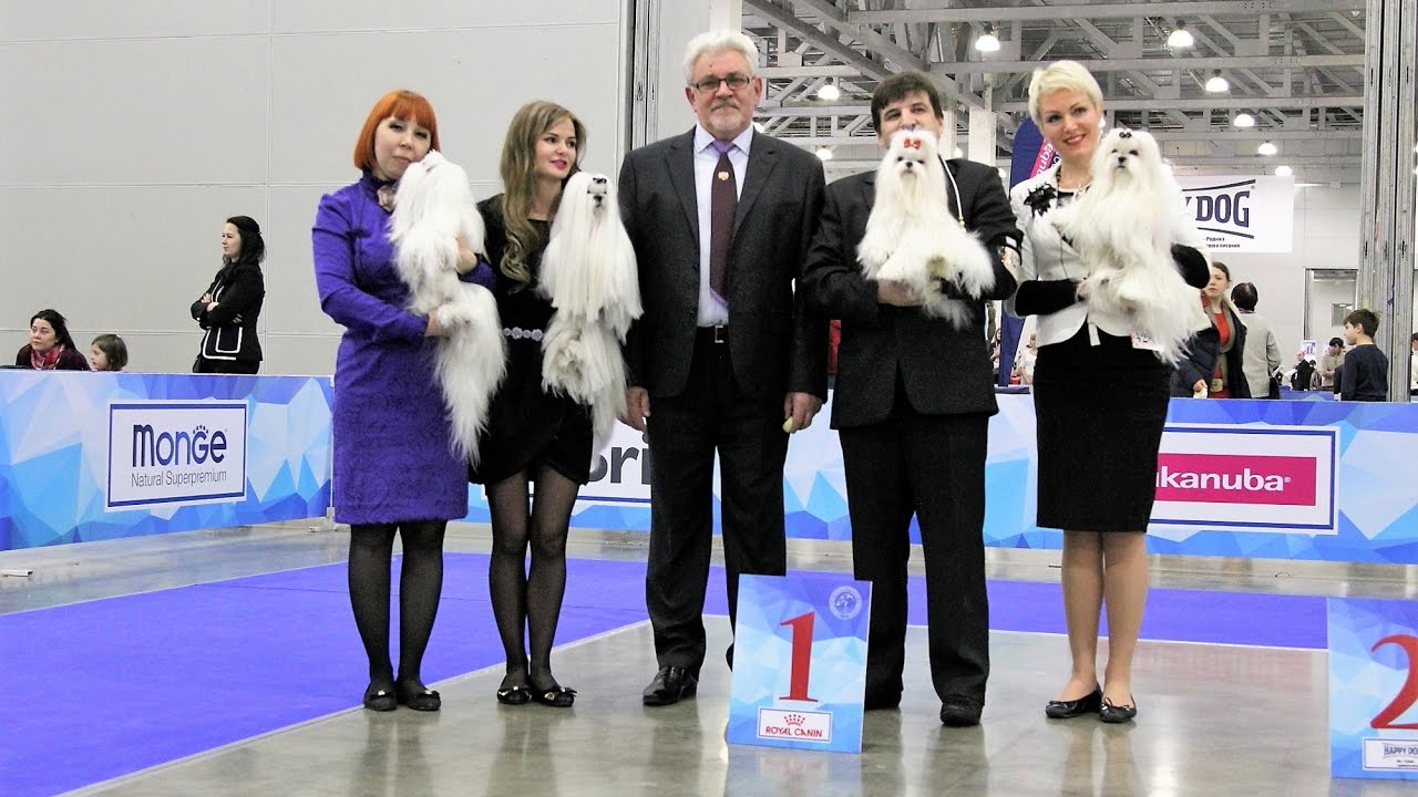 International Dog Show EURASIA II 2017, Maltese