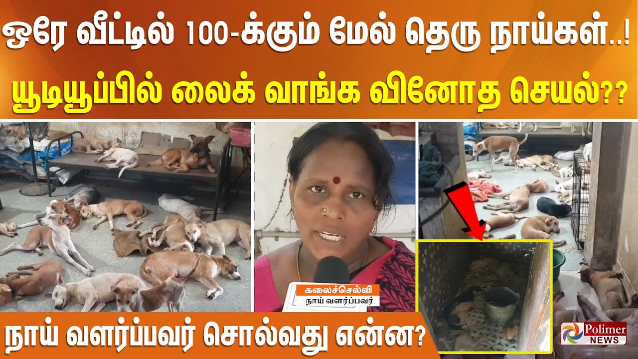 ஒரே வீட்டில் 100-க்கும் மேல் தெரு நாய்கள்..!யூடியூப்பில் லைக்குகளை வாங்க வினோத செயல்??
