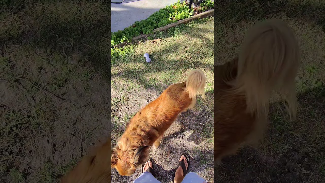 Up close Meta view. @FoxysFunTime #petsmart #freshpet #doggielife #dogs