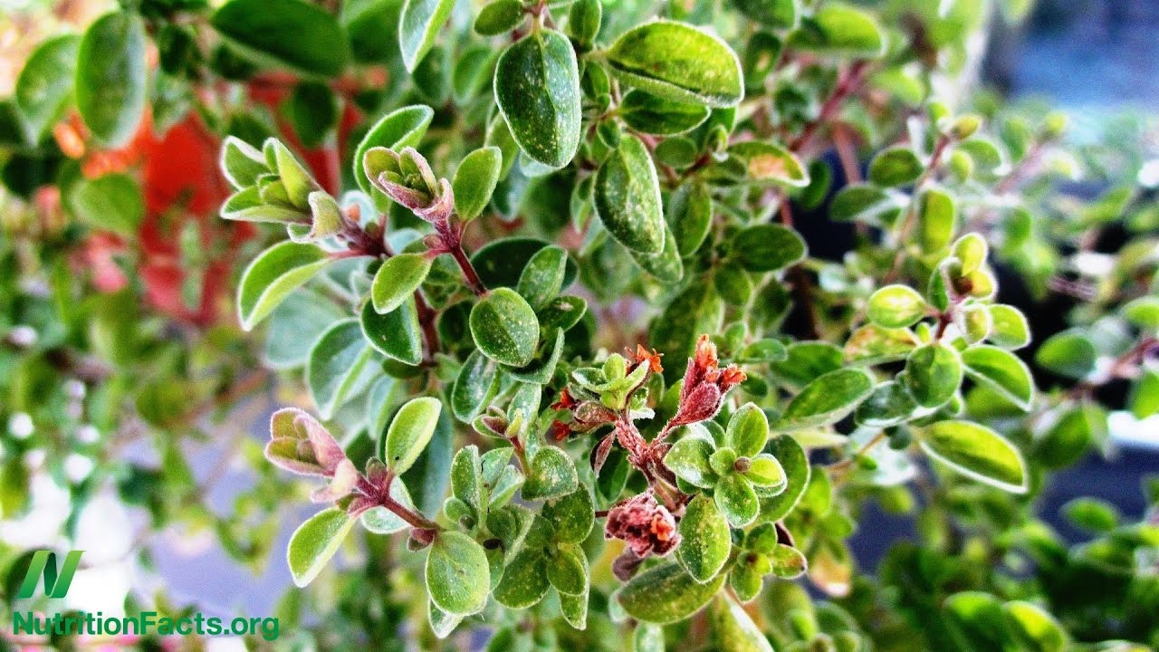 Benefits of Marjoram for Polycystic Ovary Syndrome (PCOS)