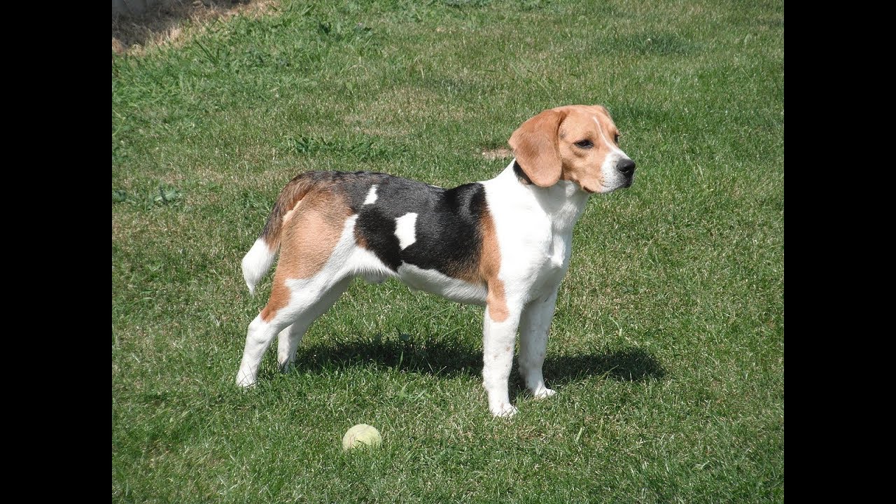 Lesión Cervical en Perro Beagle - TvAgro por Juan Gonzalo Angel