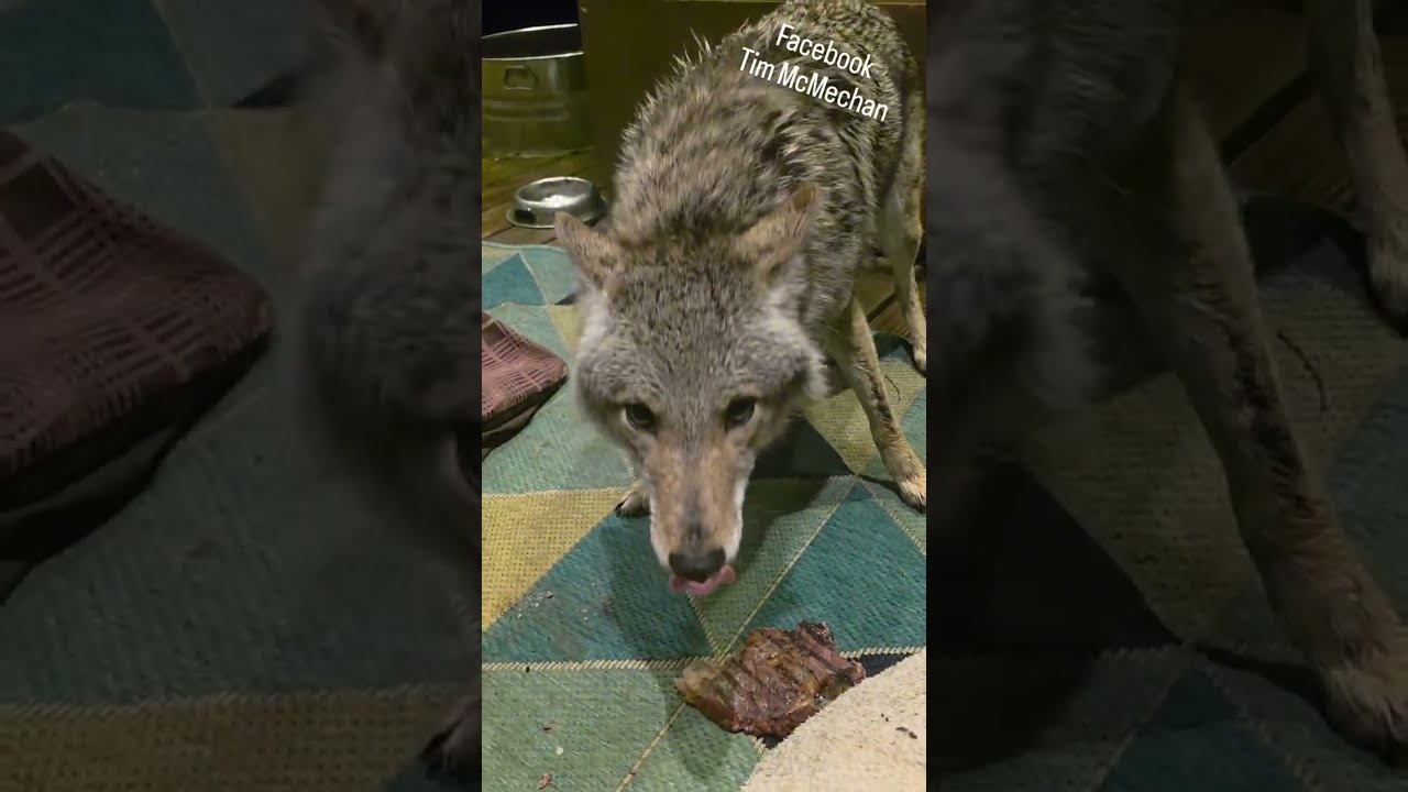 ВКУСНЯШКИ ДЛЯ ЩЕНКА!🐺 #weavethecoyote #собака #щенок #дикаяприрода #питомец #питомцы #еда #гурман...