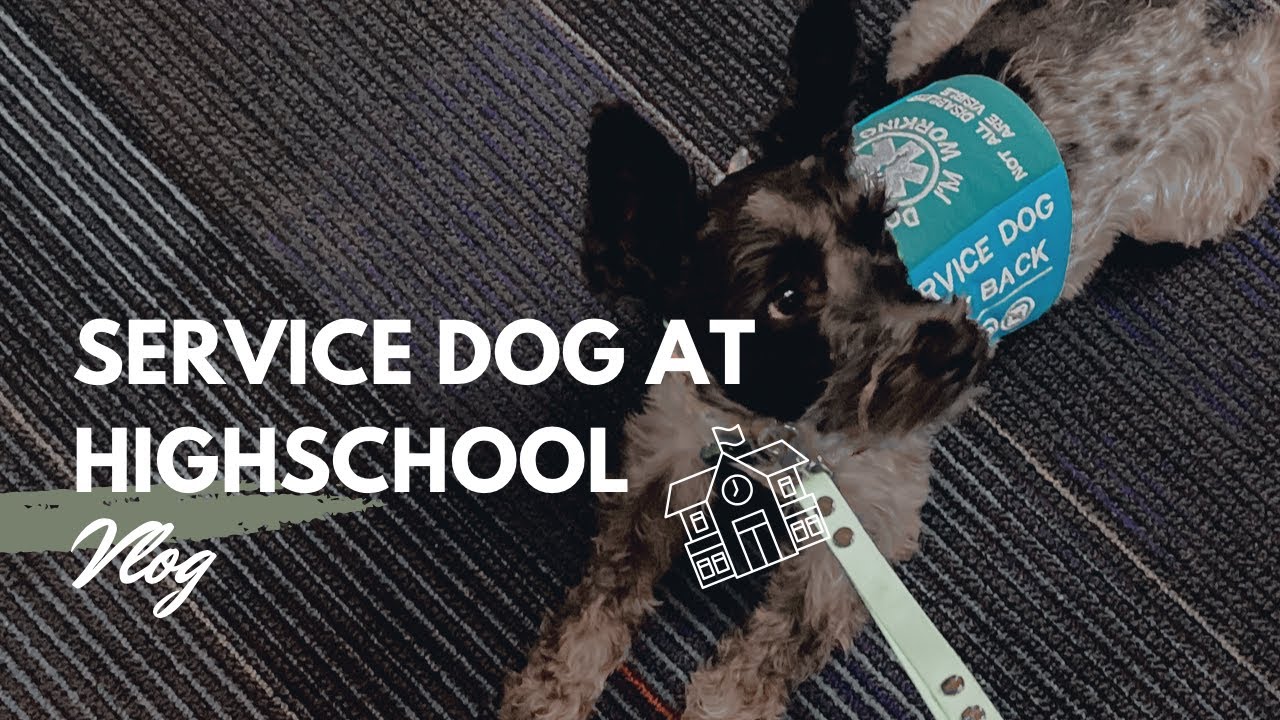 Come to School with My Service Dog & I | Vlog ~ Servicedogranger