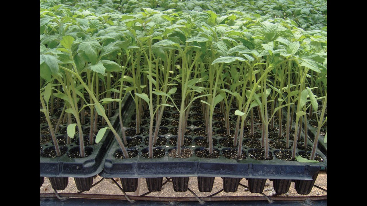 Cómo Fertilizar Cultivos de Tomate - TvAgro por Juan Gonzalo Angel