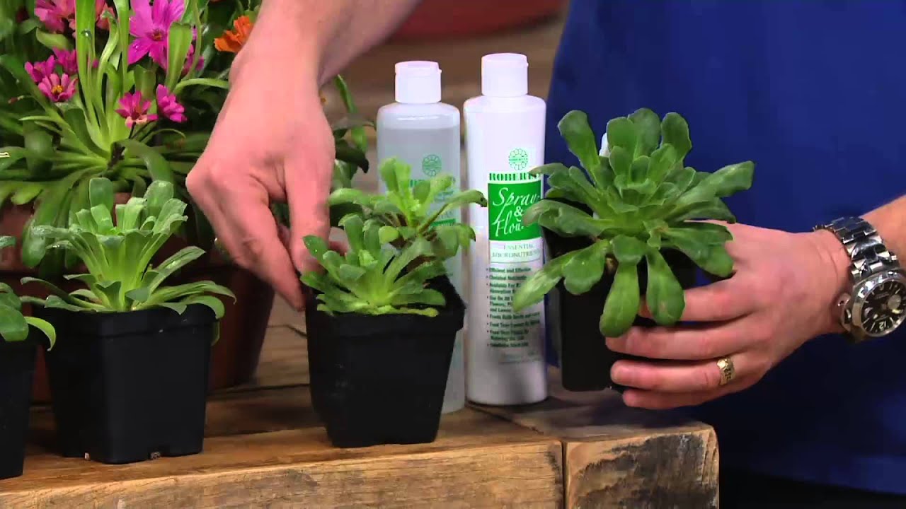 Roberta's 6-piece Rainbow Mix Cliff Maids on QVC