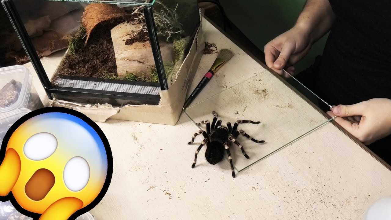 Я купил ГИГАНТСКОГО паука – миролюбивого ACANTHOSCURRIA GENICULATA – Белоколенный тарантул.