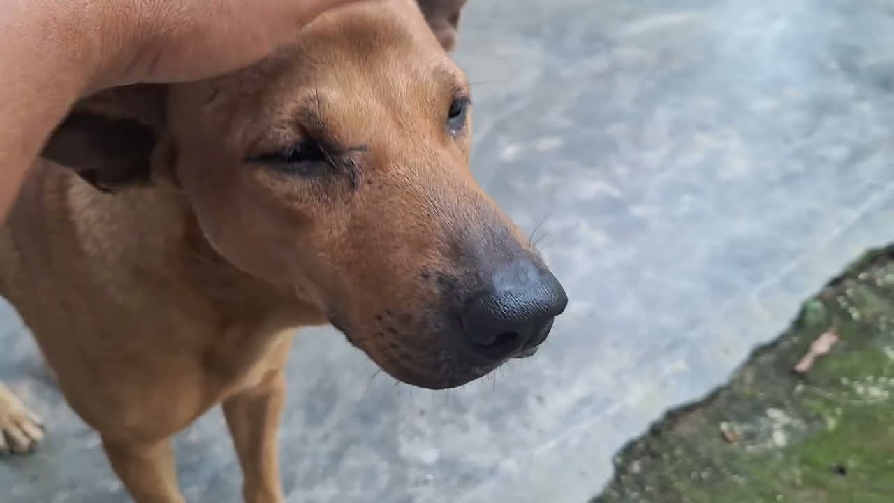 Брони, чудо-собака, сибомба и коричневый сибеланг