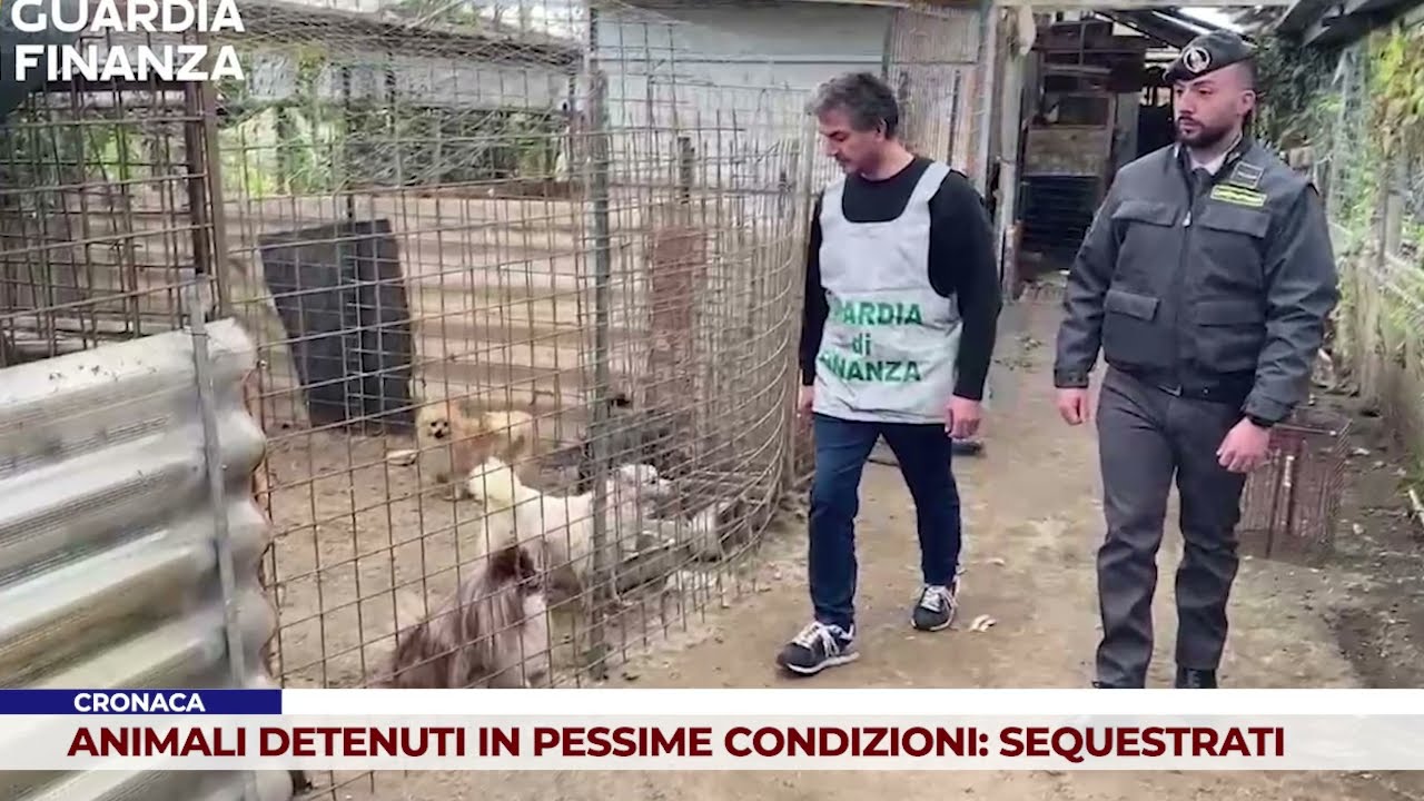 CRONACA. ANIMALI DETENUTI IN PESSIME CONDIZIONI: SEQUESTRATI