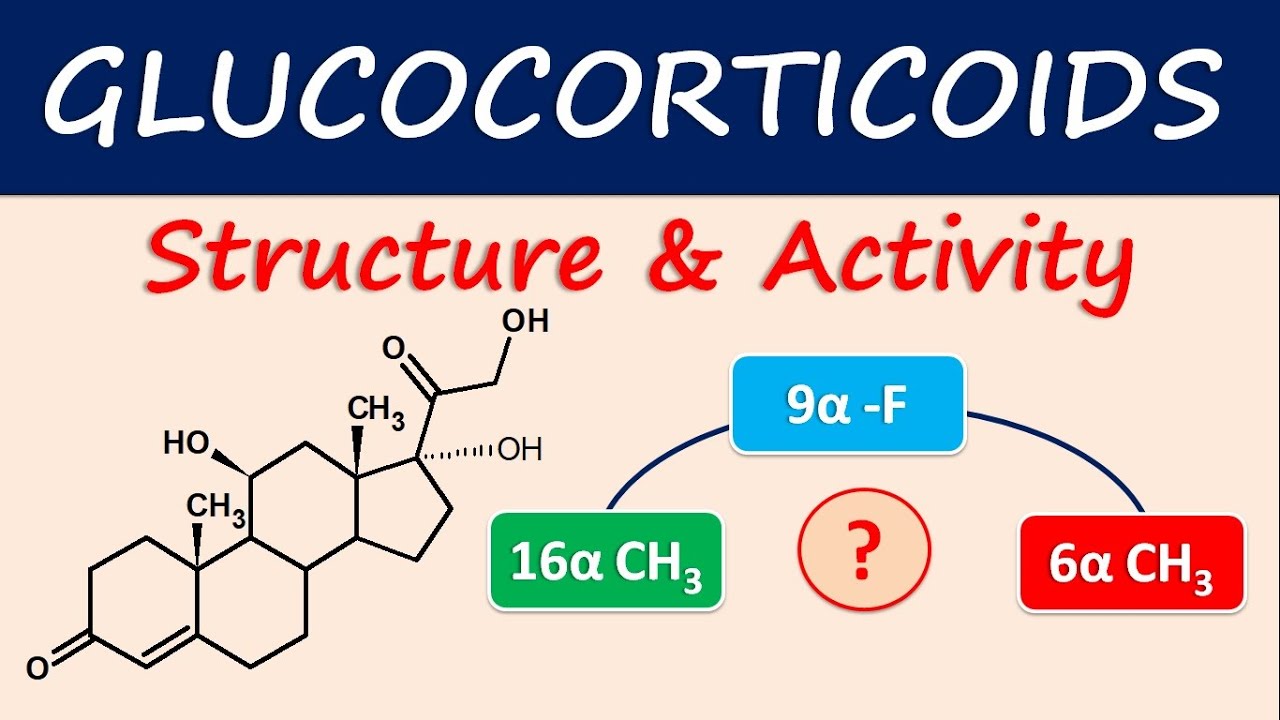 Glucocorticoids - Structure and activity
