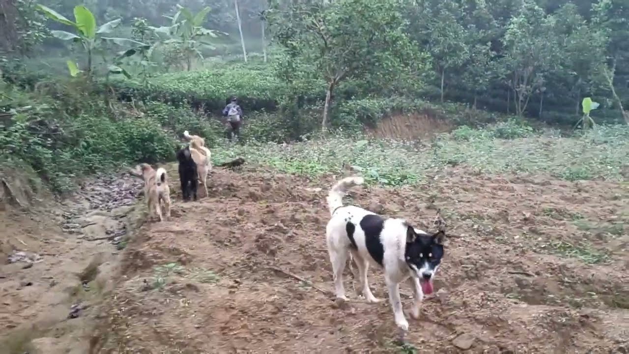 Tìm 2 hôm cuối cùng nó tự chạy về chuồng luôn rồi