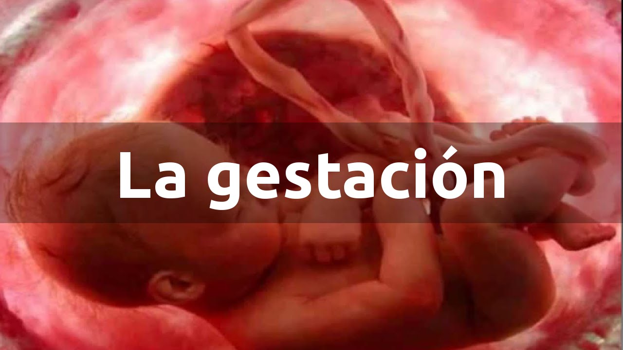 La gestaci&oacute;n del ser humano - Etapas del embarazo