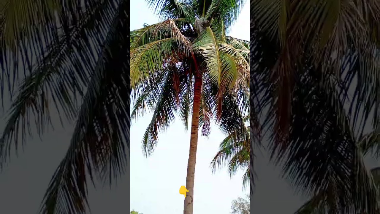 ತೋಟದ ಎಳೆನೀರು video shot #namma #shatviral #farming