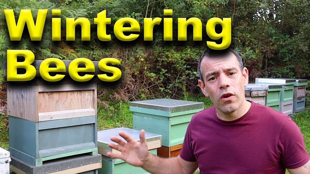 Winter preparations for your honey bee colonies