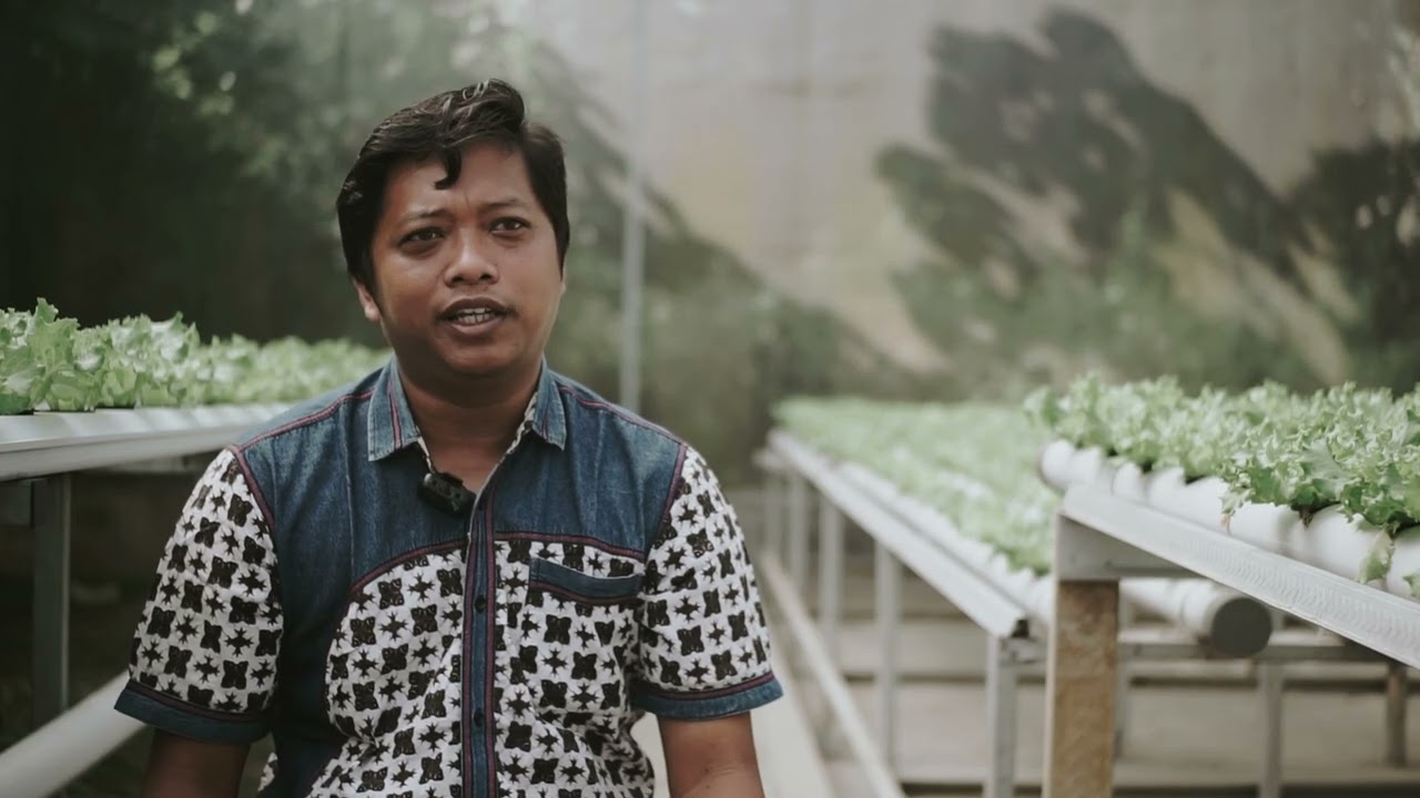 FAKTOR utama Keberhasilan USAHA HIDROPONIK - Ide Usaha Hidroponik Selada GRAHAPONIK PAKISAJI