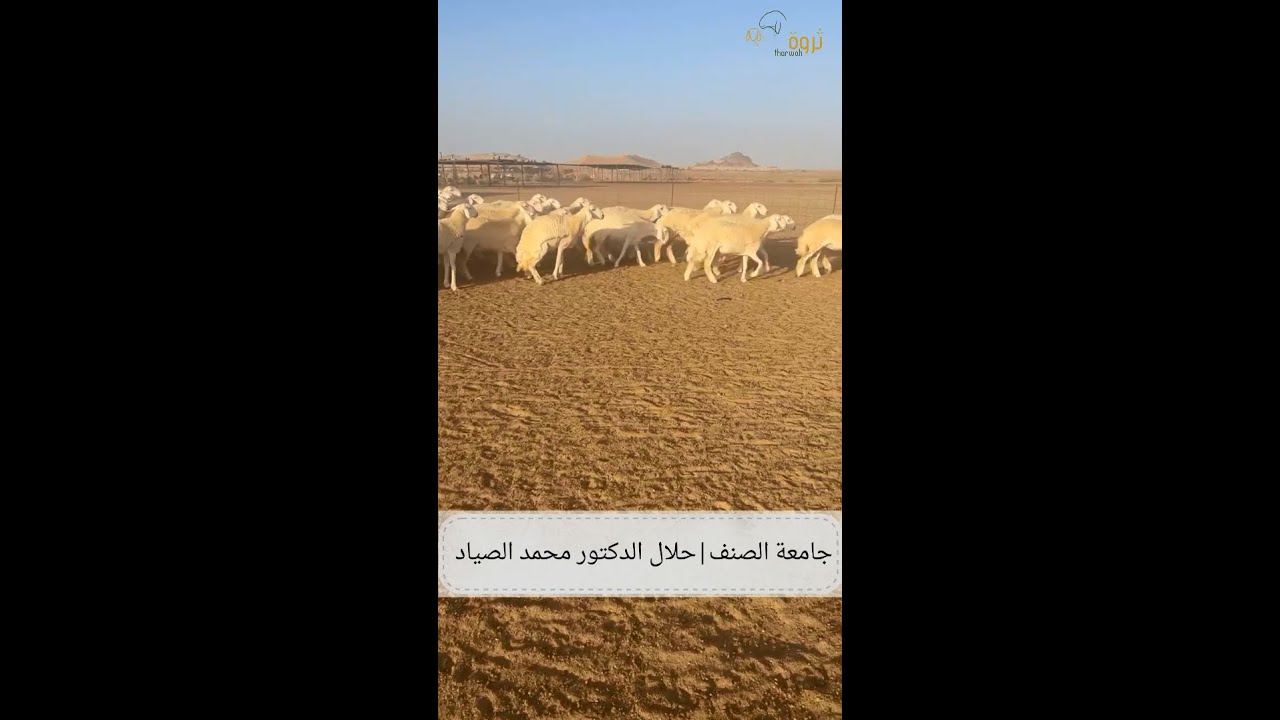 مشاهدة ممتعة للمهتمين بصنف الحلال الحري الاصيل