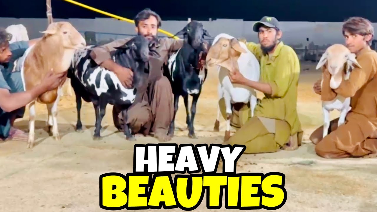 Farm Pay Ronak Lag Gai😍 | Alhamdulillah 16 Heavy New Entries😍 | Massive Varieties♥️