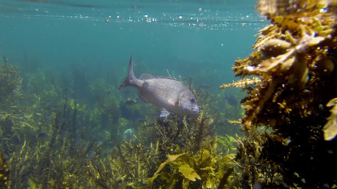 Motiti Rock fishing and Netting Piper (Season 1 Ep 2)