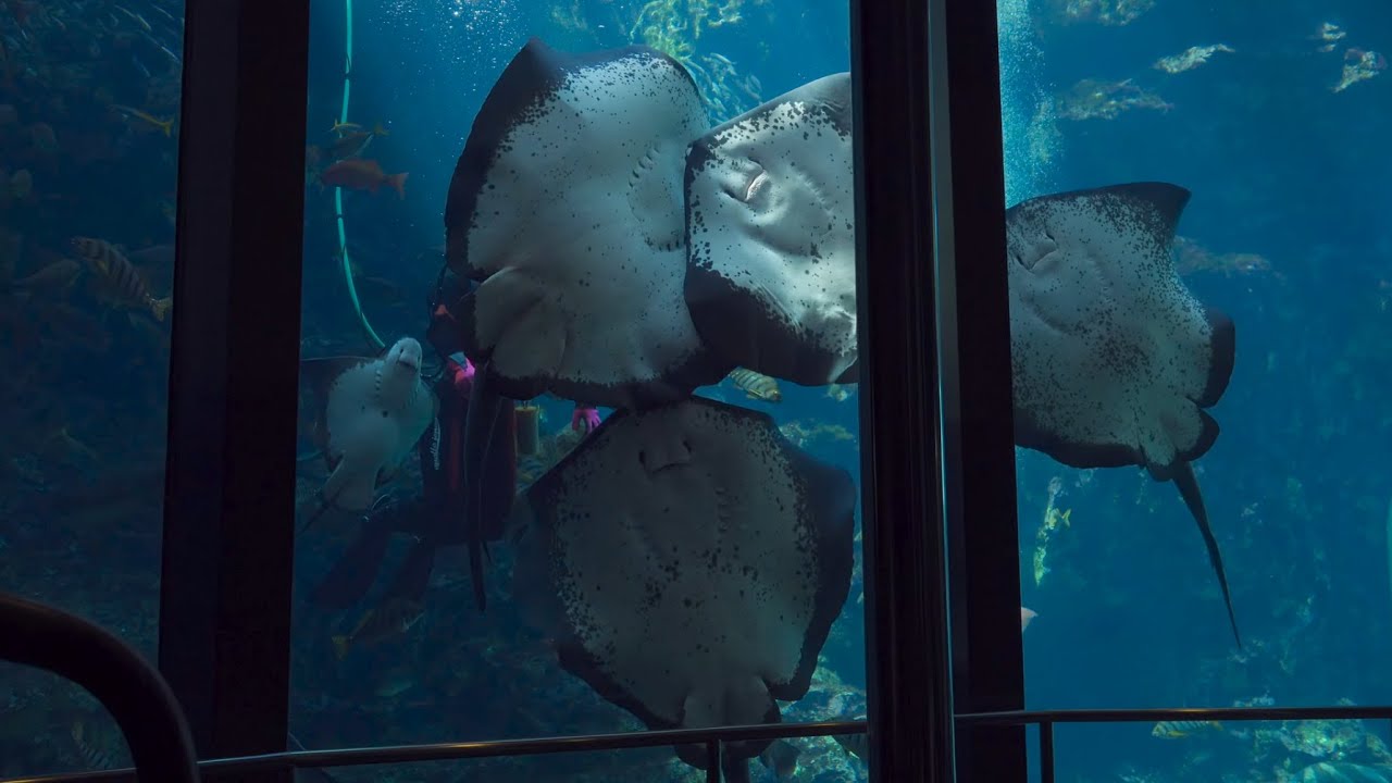 【4K】Wow...Fish & ray feeding show ~美人お姉さんの餌付けショー●下田海中水族館~