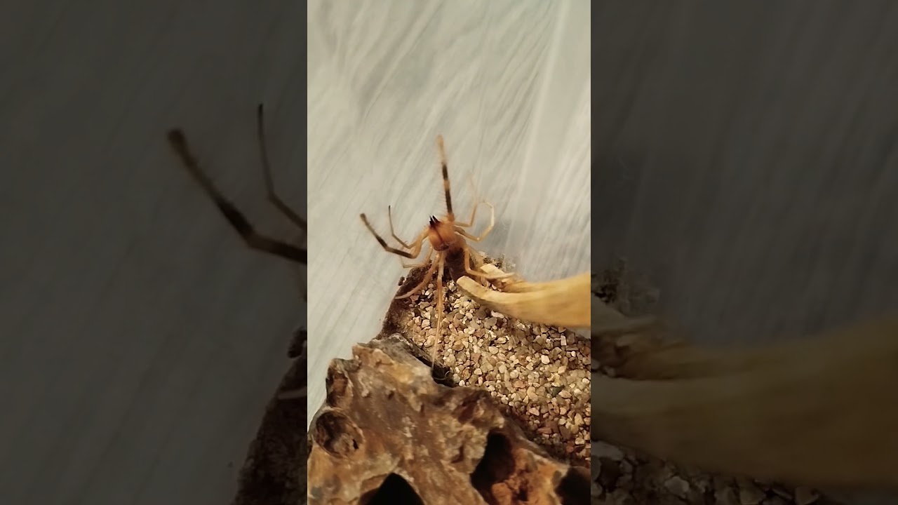 Solfuga geloedes granti stryduluje ?#solfuga #strydulacja #camelspider #spider #terrarium