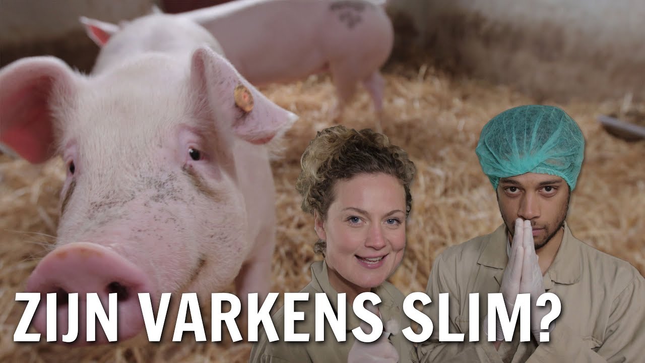 Zijn varkens slim? | De Buitendienst over het slimste dier