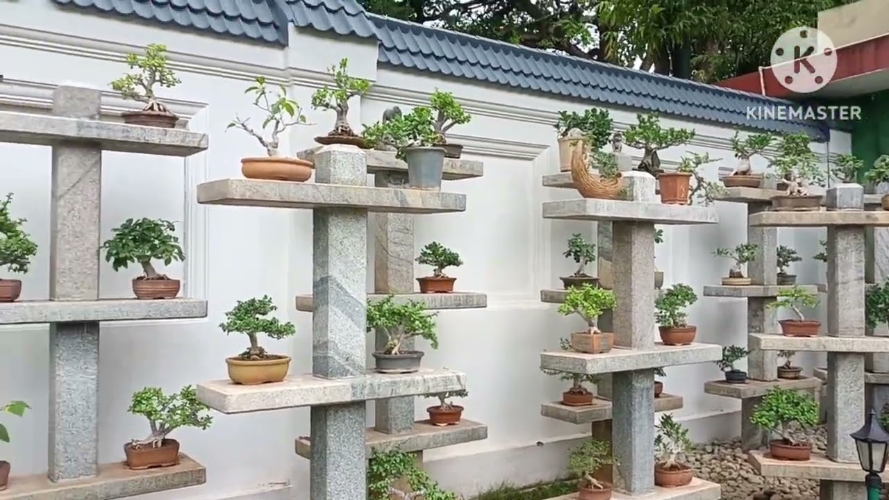 Bonsai trees
