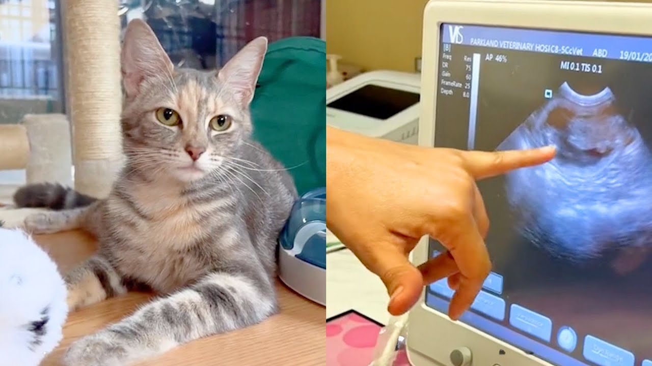 Security Guard Saves Cat And Gets HUGE Surprise When He Brings Her Home! 😳