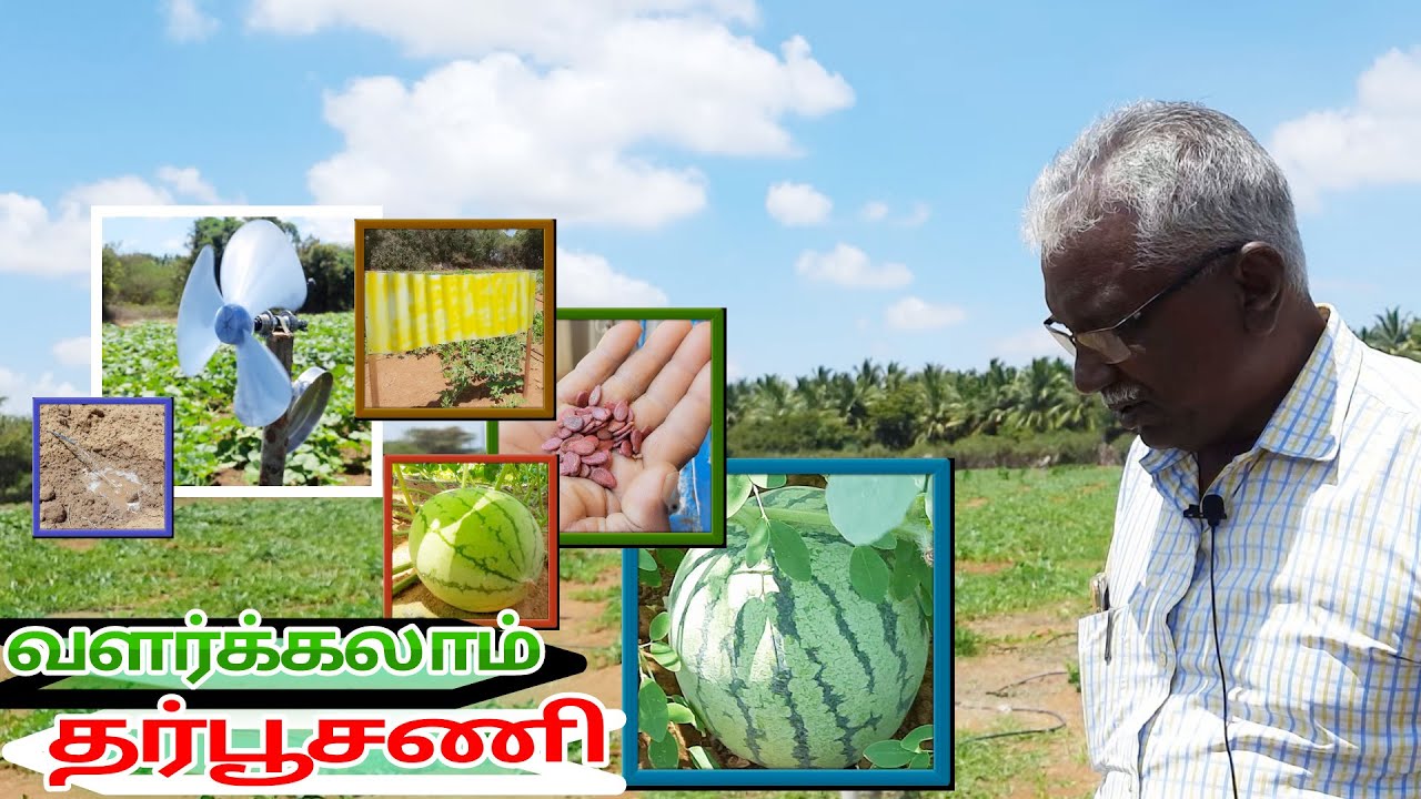 AMAZING WATERMELON FARMING IDEAS AND TRICKS | தர்பூசணி விவசாயம் | DHARPUSANI FARMING TAMIL