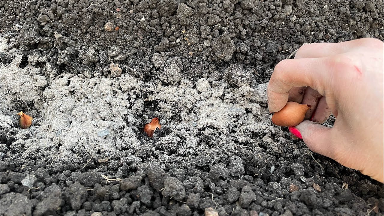 ЛУК вырастет крупный, всего 3 ВАЖНЫХ правила при посадке!