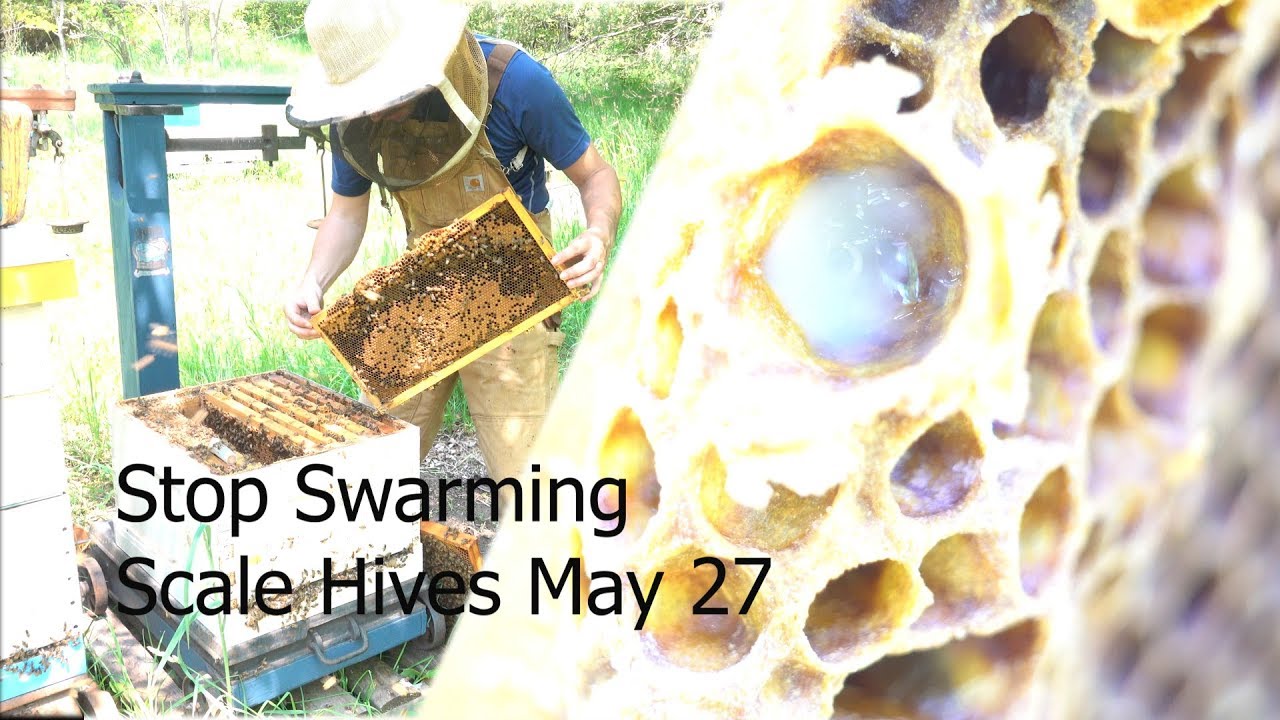 Preventing Swarming In The Scale Hives - may 27