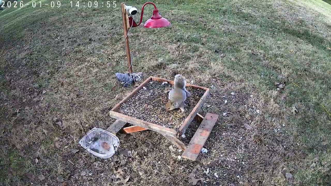 TapoC560WS timelapse 2026 01 01 to 2026 01 30 dawntodusk sample120 0s