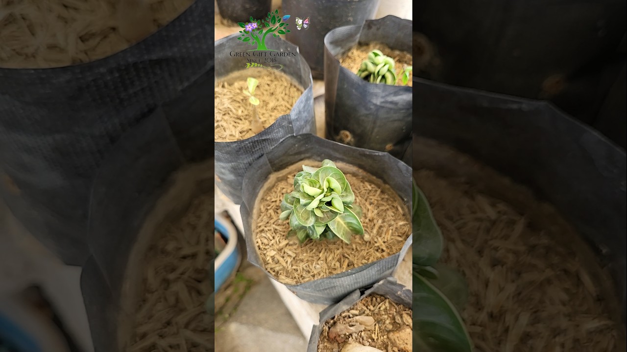 Adenium Medusa Double Petals Seedlings! 🌺🌱 | 