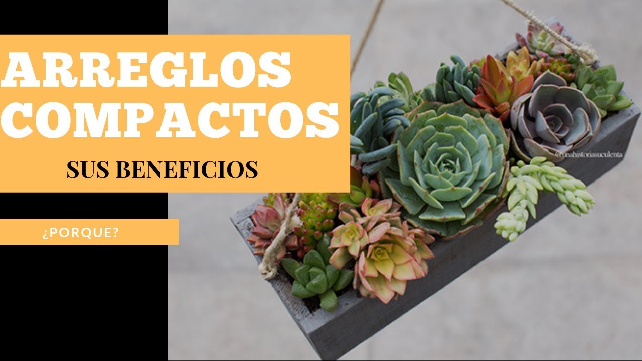 👩🏼‍🌾 Beneficios de Plantar Suculentas Juntas