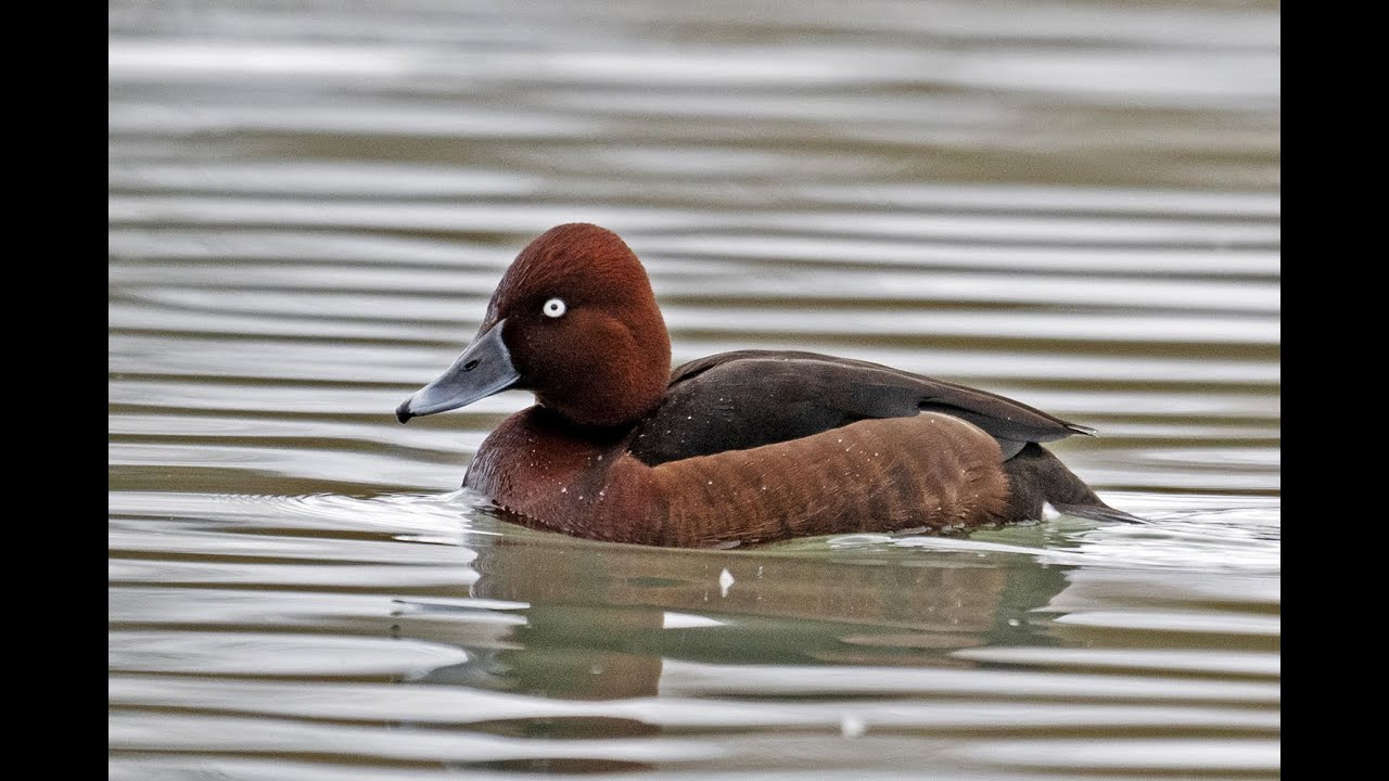 MORETTE TABACCATE   In sosta...