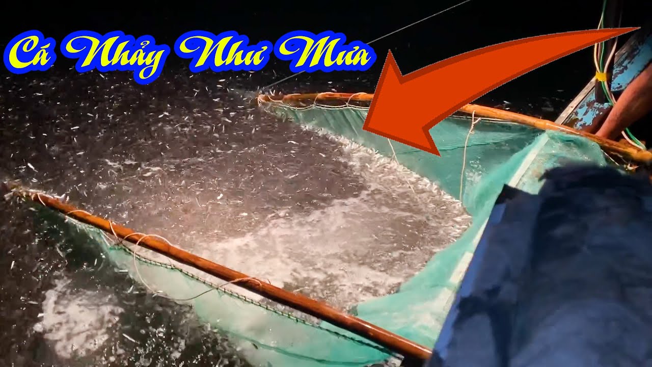 Nghề xúc cá ve cá nhảy như mưa như bay nhìn đã con mắt - Dân Biển