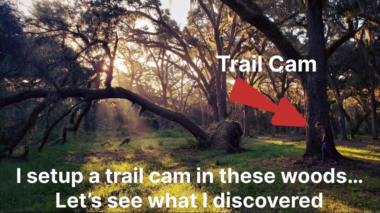 Sunny Hill Wildlife: Deer, Turkey & Bear Footage on Trail Cam