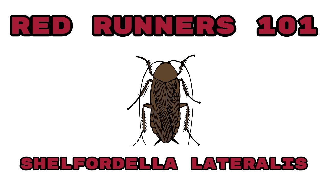 Red Runners 101