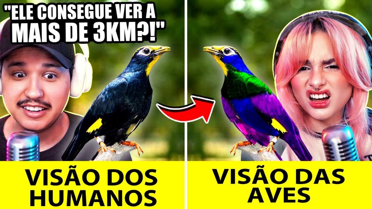 como diferentes animais veem o mundo? | React Fala Sério