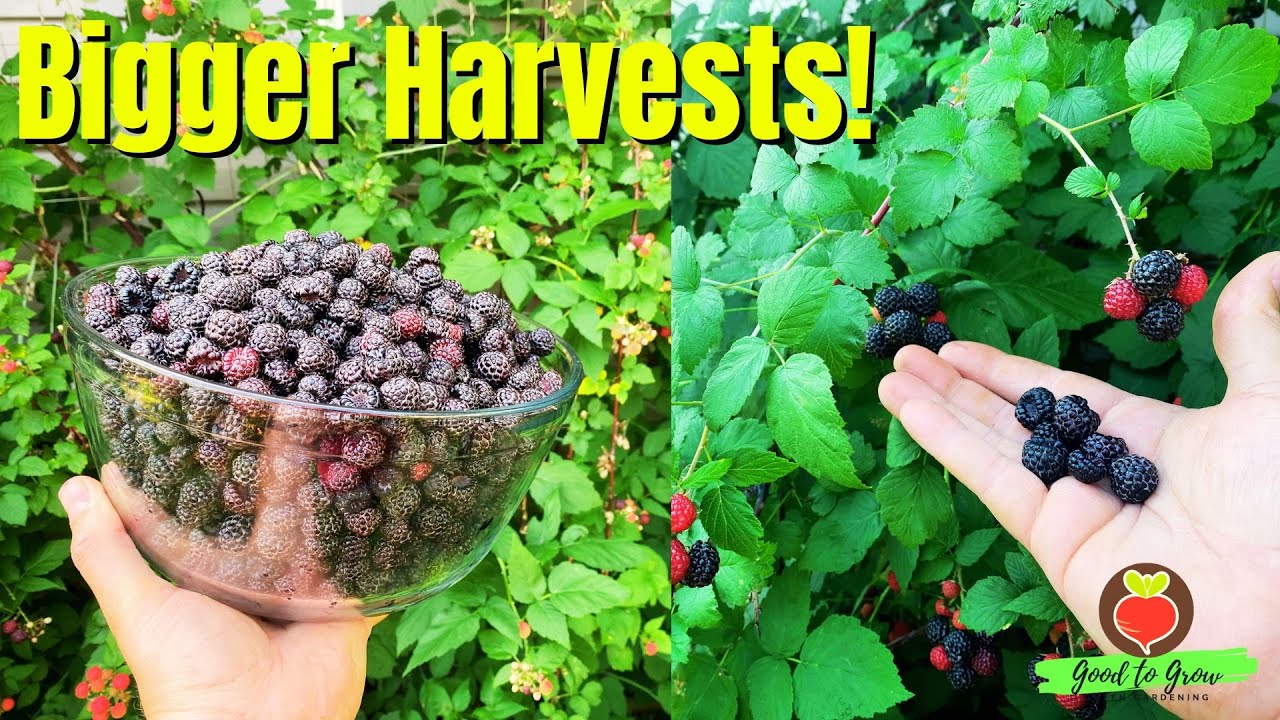 How I Get Tons of Black Raspberries Every Summer!