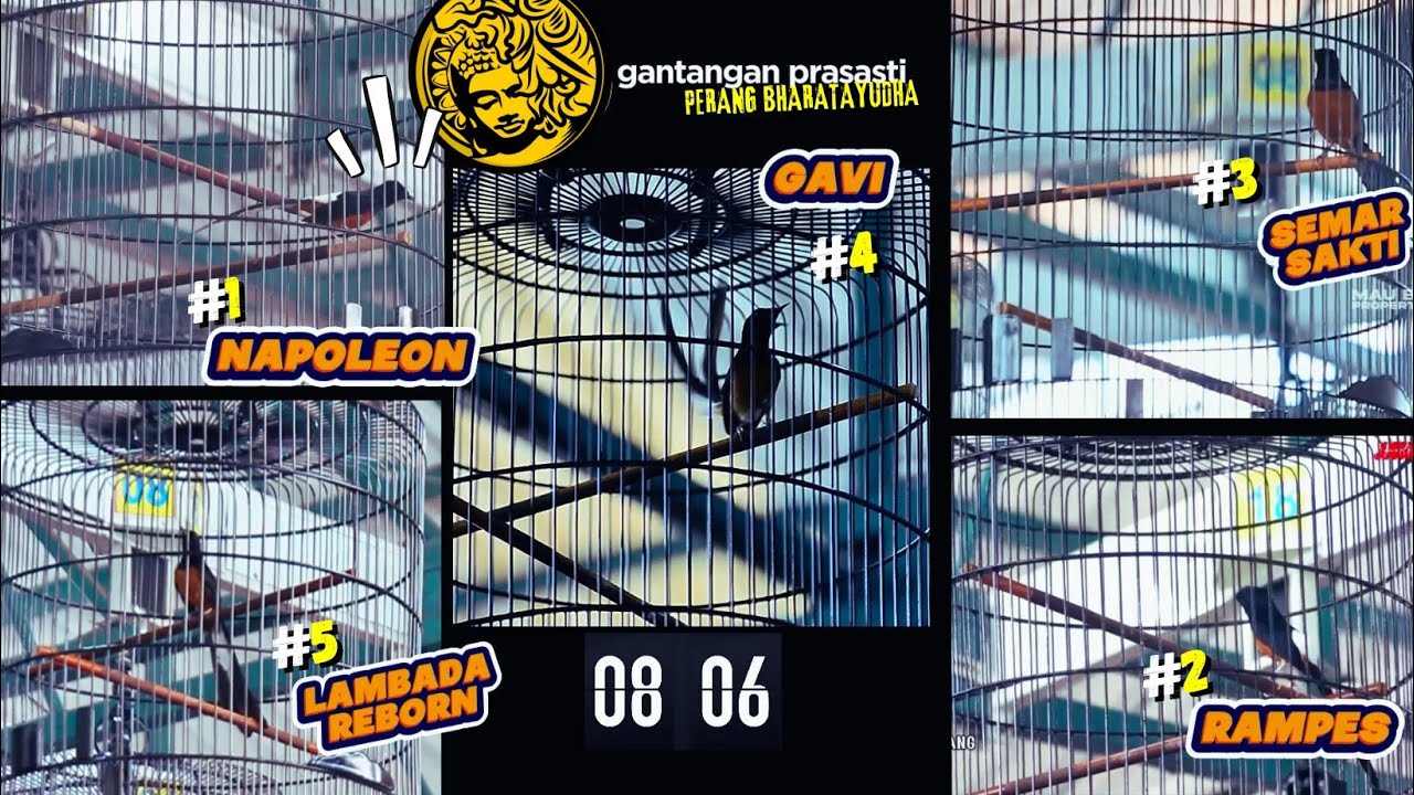 PERANG PENDUKUNG😁😁MURAI Napoleon, RAMPES, Semar Sakti, GAVI, LAMBADA REBORN Di Gantangan Prasasti