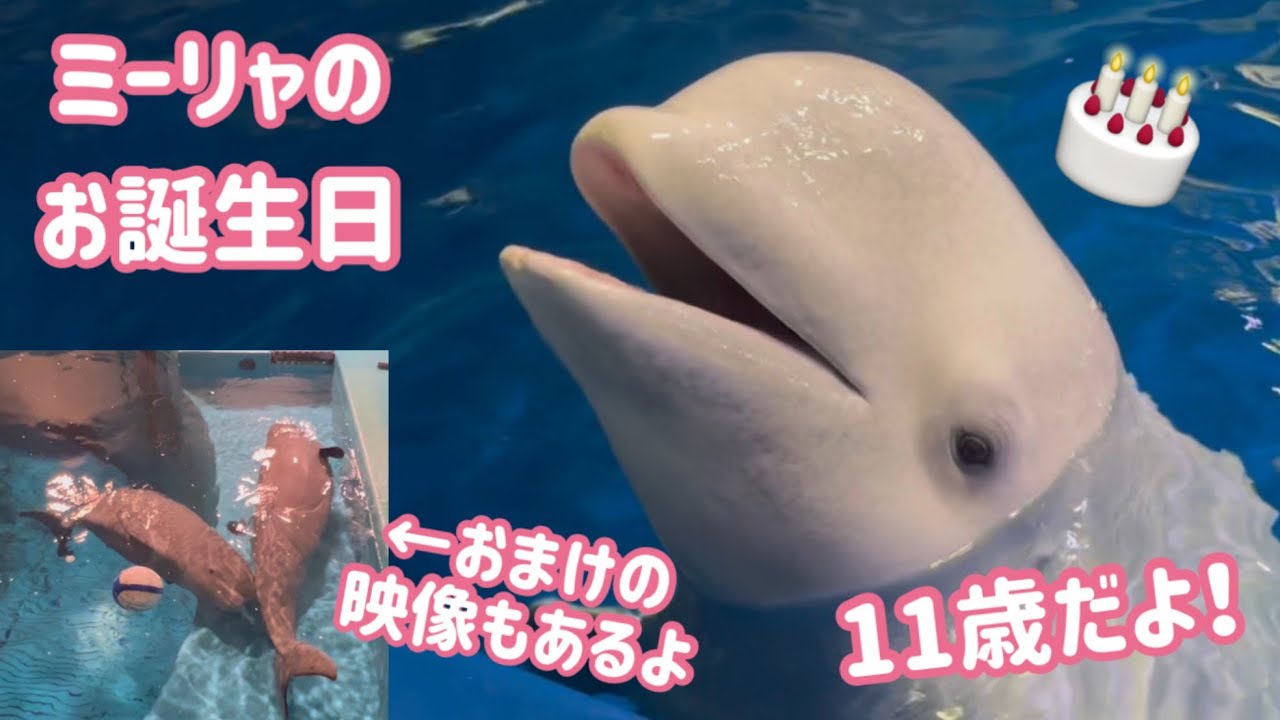 【ミーリャお誕生日＆最後に子イルカ最新映像特典あり】2025年7月27日・シロイルカのミーリャが11歳になりました！【しまね海洋館アクアス】