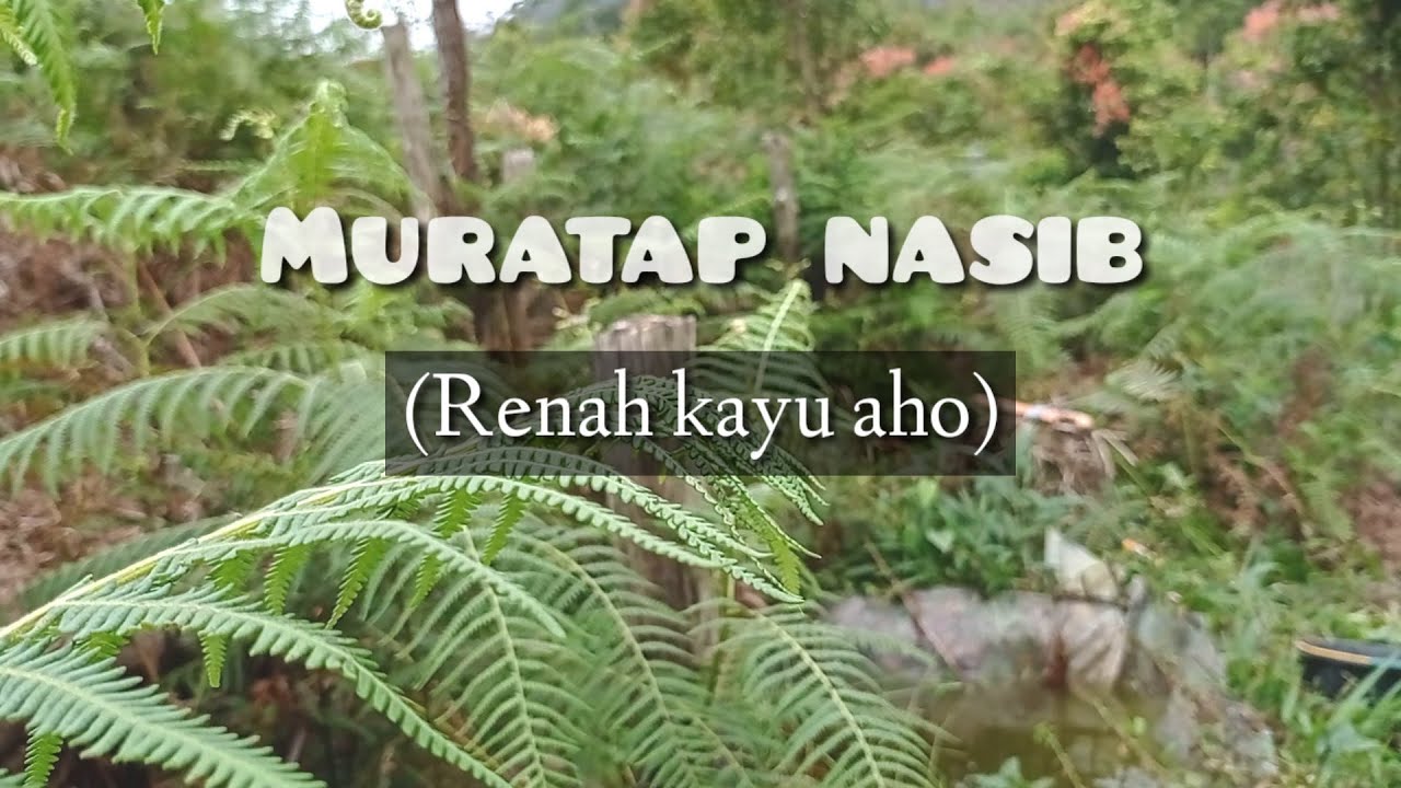 Renah kayu aho || song: muratap nasib