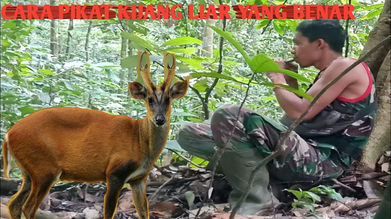 Cara Memanggil Atau Memikat Kijang Liar @