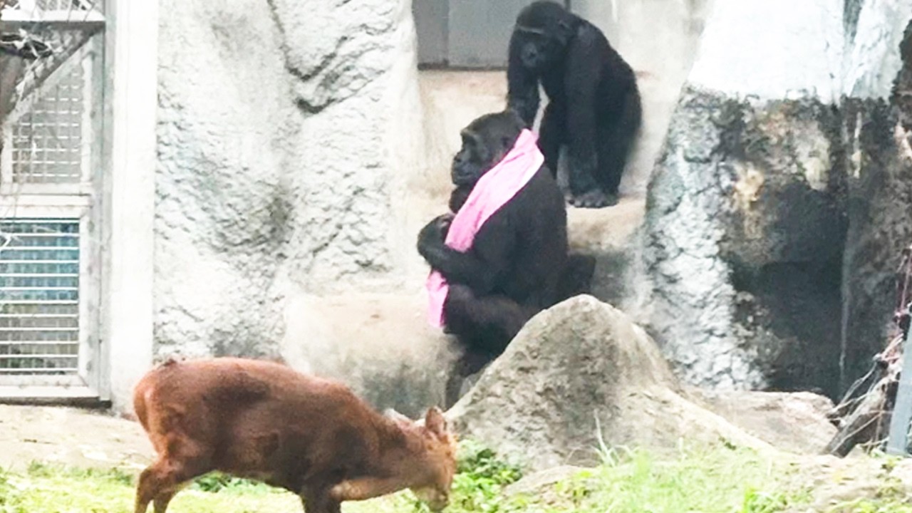 Iriki一直想拿兒子手上的布Iriki keeps trying to take the cloth from Ringo