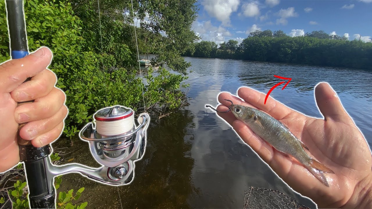 Micro Mullet Fishing!