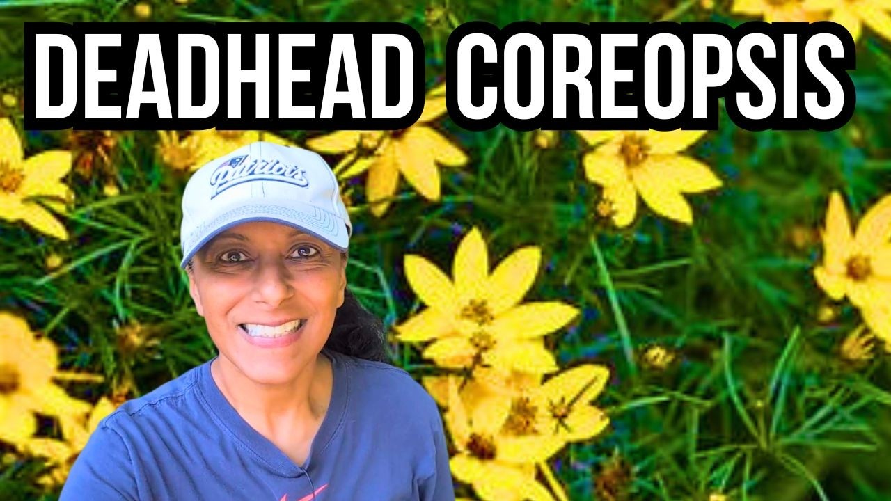 How To Prune or Deadhead Tickseed Coreopsis